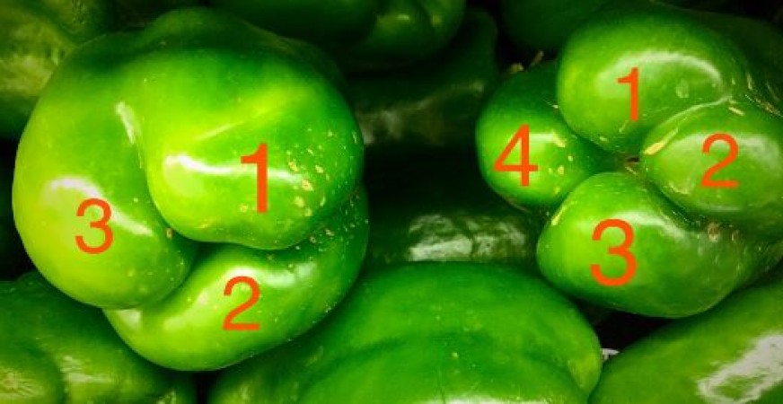  Capsicum bumps fact is it related to male or female capsicum and other facts about shimla Mirch
